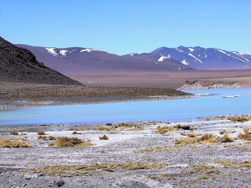 For wild animals Atacama Desert or Isla Magdalena